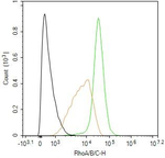 RhoA/RhoB/RhoC Antibody in Flow Cytometry (Flow)