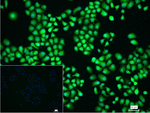 RhoA/RhoB/RhoC Recombinant Rabbit Monoclonal Antibody (5E6)