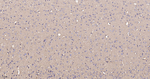 RhoA/RhoB/RhoC Antibody in Immunohistochemistry (Paraffin) (IHC (P))