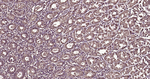 RhoA/RhoB/RhoC Antibody in Immunohistochemistry (Paraffin) (IHC (P))