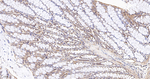 RhoA/RhoB/RhoC Antibody in Immunohistochemistry (Paraffin) (IHC (P))