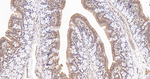 RhoA/RhoB/RhoC Antibody in Immunohistochemistry (Paraffin) (IHC (P))