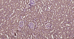 RhoA/RhoB/RhoC Antibody in Immunohistochemistry (Paraffin) (IHC (P))