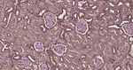 RhoA/RhoB/RhoC Antibody in Immunohistochemistry (Paraffin) (IHC (P))