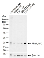 RhoA/RhoB/RhoC Antibody in Western Blot (WB)
