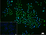 HP1 alpha Recombinant Rabbit Monoclonal Antibody (7B14)