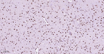 HP1 alpha Antibody in Immunohistochemistry (Paraffin) (IHC (P))