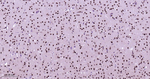 HP1 alpha Antibody in Immunohistochemistry (Paraffin) (IHC (P))