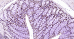 HP1 alpha Antibody in Immunohistochemistry (Paraffin) (IHC (P))