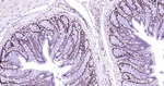 HP1 alpha Antibody in Immunohistochemistry (Paraffin) (IHC (P))