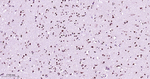 HP1 alpha Antibody in Immunohistochemistry (Paraffin) (IHC (P))