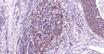 HP1 alpha Antibody in Immunohistochemistry (Paraffin) (IHC (P))
