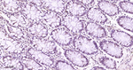 HP1 alpha Antibody in Immunohistochemistry (Paraffin) (IHC (P))