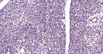 HP1 alpha Antibody in Immunohistochemistry (Paraffin) (IHC (P))