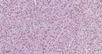 HP1 alpha Antibody in Immunohistochemistry (Paraffin) (IHC (P))