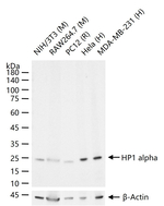 HP1 alpha Antibody in Western Blot (WB)