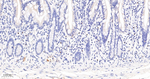 GATA2/GATA3 Recombinant Rabbit Monoclonal Antibody (20F5)