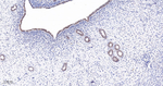 GATA2/GATA3 Antibody in Immunohistochemistry (Paraffin) (IHC (P))