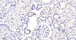 GATA2/GATA3 Antibody in Immunohistochemistry (Paraffin) (IHC (P))