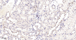 GATA2/GATA3 Antibody in Immunohistochemistry (Paraffin) (IHC (P))