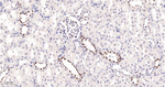 GATA2/GATA3 Antibody in Immunohistochemistry (Paraffin) (IHC (P))