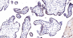 GATA2/GATA3 Antibody in Immunohistochemistry (Paraffin) (IHC (P))