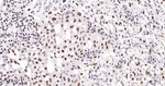 GATA2/GATA3 Antibody in Immunohistochemistry (Paraffin) (IHC (P))