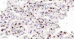 GATA2/GATA3 Antibody in Immunohistochemistry (Paraffin) (IHC (P))