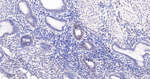 GATA2/GATA3 Antibody in Immunohistochemistry (Paraffin) (IHC (P))