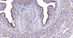 GATA2/GATA3 Antibody in Immunohistochemistry (Paraffin) (IHC (P))
