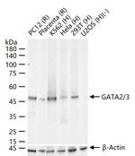 GATA2/GATA3 Antibody in Western Blot (WB)