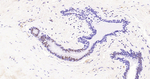 Androgen Receptor Antibody in Immunohistochemistry (Paraffin) (IHC (P))