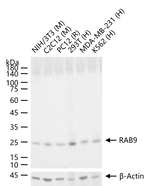 RAB9 Recombinant Rabbit Monoclonal Antibody (12E16)