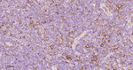 ATG7 Recombinant Rabbit Monoclonal Antibody (16D1)