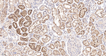LAMP2 Antibody in Immunohistochemistry (Paraffin) (IHC (P))