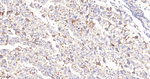 LAMP2 Antibody in Immunohistochemistry (Paraffin) (IHC (P))