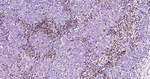 LAMP2 Recombinant Rabbit Monoclonal Antibody (9C18)