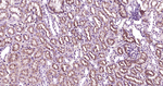 LAMP2 Antibody in Immunohistochemistry (Paraffin) (IHC (P))