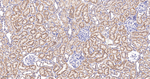 LAMP2 Antibody in Immunohistochemistry (Paraffin) (IHC (P))