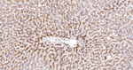 LAMP2 Antibody in Immunohistochemistry (Paraffin) (IHC (P))