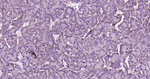 LAMP2 Antibody in Immunohistochemistry (Paraffin) (IHC (P))