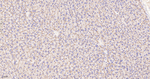 LAMP2 Antibody in Immunohistochemistry (Paraffin) (IHC (P))