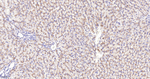 LAMP2 Antibody in Immunohistochemistry (Paraffin) (IHC (P))