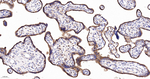 LAMP2 Antibody in Immunohistochemistry (Paraffin) (IHC (P))