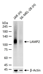 LAMP2 Antibody in Western Blot (WB)
