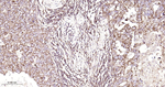 Prohibitin Antibody in Immunohistochemistry (Paraffin) (IHC (P))