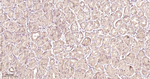 Prohibitin Antibody in Immunohistochemistry (Paraffin) (IHC (P))