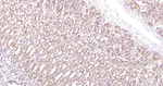 Prohibitin Antibody in Immunohistochemistry (Paraffin) (IHC (P))