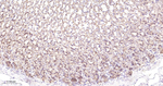 Prohibitin Antibody in Immunohistochemistry (Paraffin) (IHC (P))