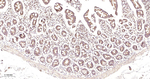Prohibitin Antibody in Immunohistochemistry (Paraffin) (IHC (P))
